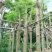凤凰树8～15公分基地直销规格齐全欢迎老板来电咨询