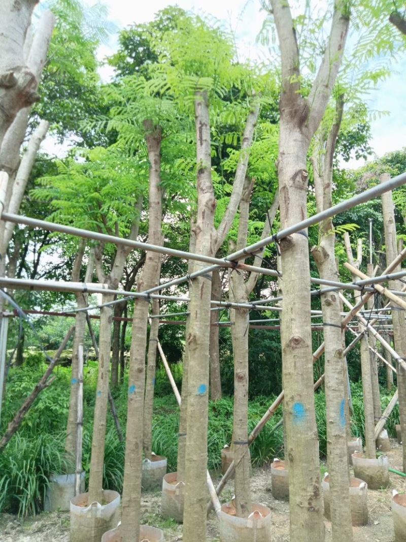 凤凰树8～15公分基地直销规格齐全欢迎老板来电咨询