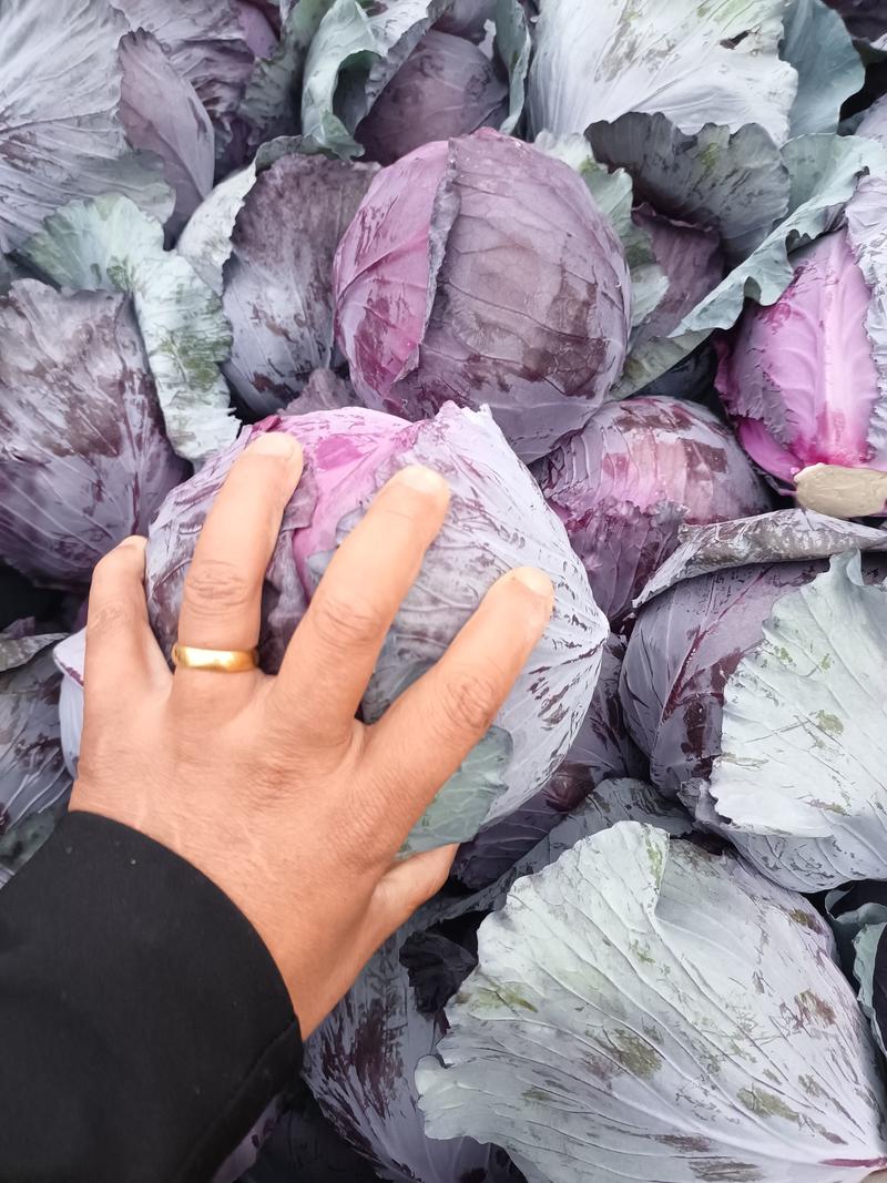 精品紫甘蓝河北紫包菜货源充足代收代发全国市场长期加工叶菜