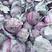 精品紫甘蓝河北紫包菜货源充足代收代发全国市场长期加工叶菜