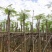 凤凰树8～15公分基地直销规格齐全欢迎老板来电咨询