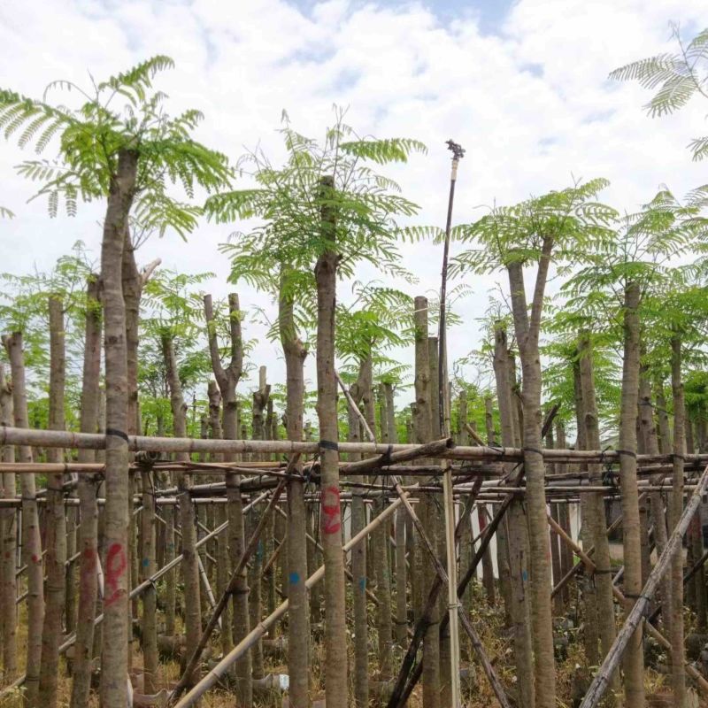 凤凰树8～15公分基地直销规格齐全欢迎老板来电咨询