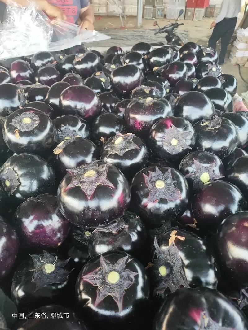 圆茄精品紫光圆茄河北茄子承接商超社团配货代收代发全国