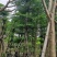 刮冠小叶榄仁15～20公分基地直销规格齐全欢迎来电