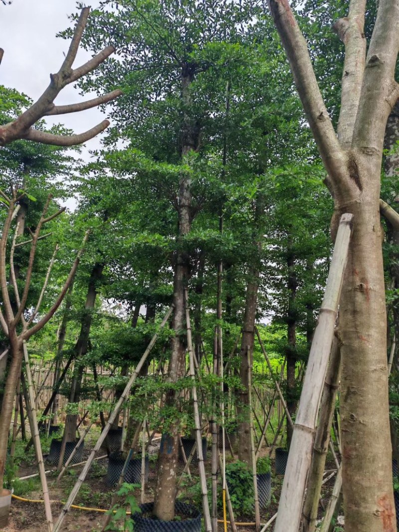 刮冠小叶榄仁15～20公分基地直销规格齐全欢迎来电