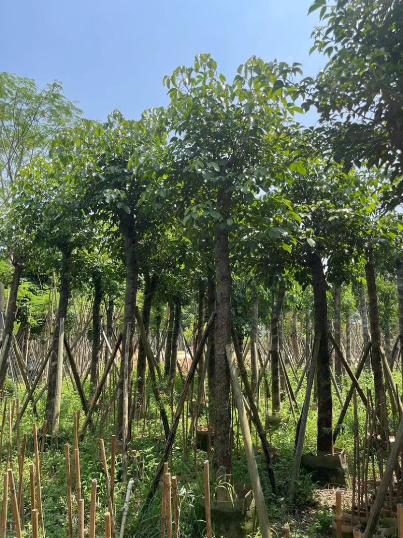秋枫树15～20公分基地直销规格齐全欢迎老板来电咨询