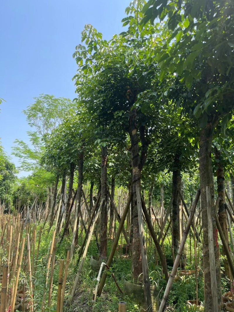 秋枫树15～20公分基地直销规格齐全欢迎老板来电咨询