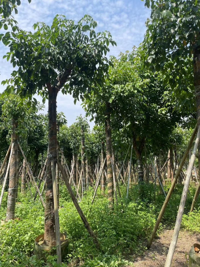 秋枫树15～20公分基地直销规格齐全欢迎老板来电咨询