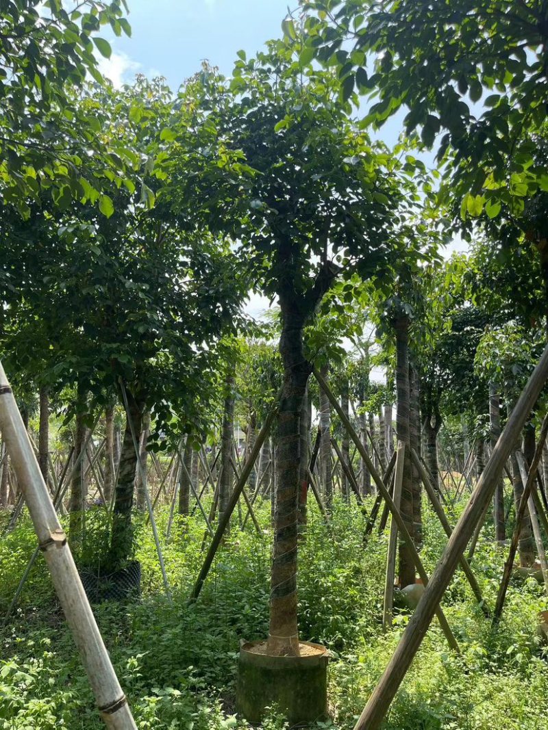 秋枫树15～20公分基地直销规格齐全欢迎老板来电咨询