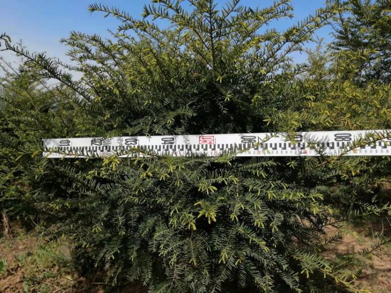 红豆杉大量有货，量大优惠，欢迎新老客户前来合作