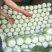 大量供应精品黄心菜专业团队合作共赢