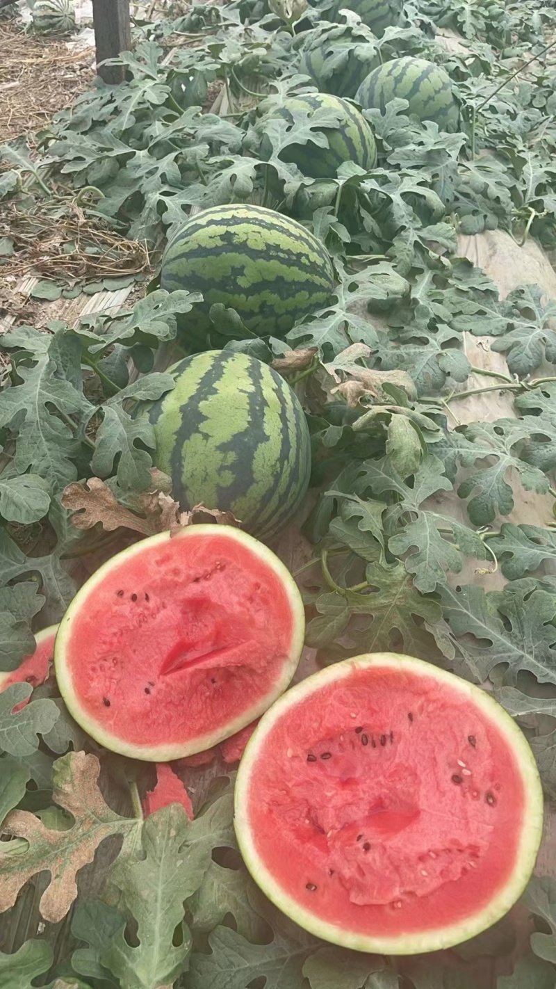 甜王西瓜有籽甜王西瓜无籽甜王西瓜大量有货售后无忧
