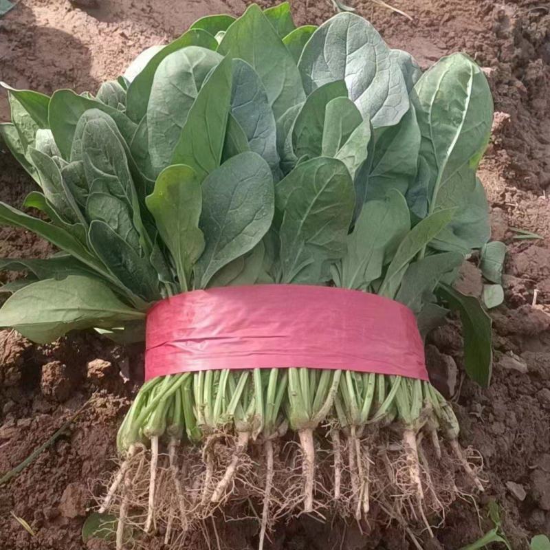 大叶菠菜产地直发货源充足价格美丽欢迎来电咨询