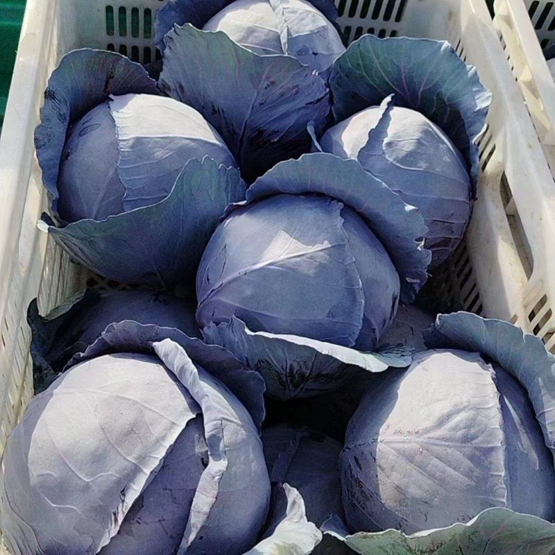 紫甘蓝个头均匀，颜色鲜亮品质保证个头大现摘现发一手货源