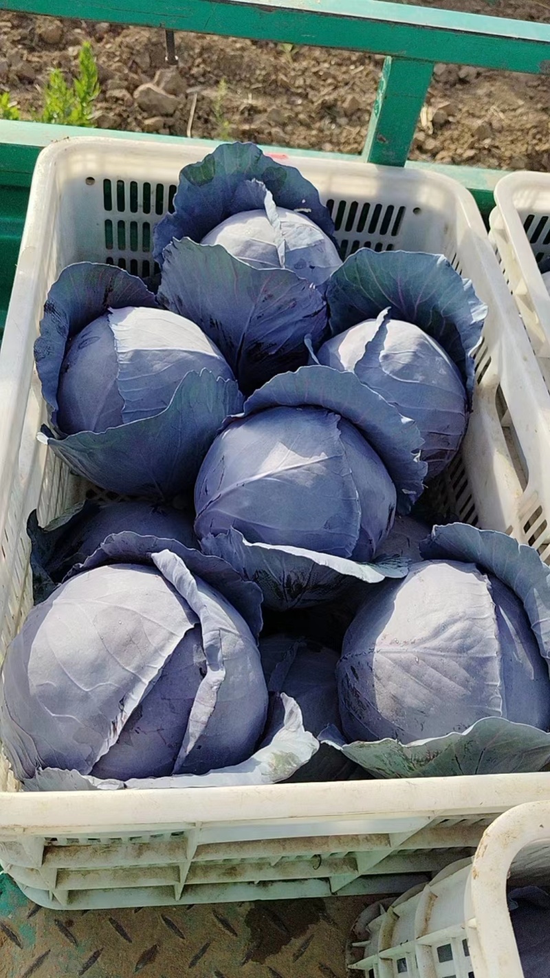 紫甘蓝个头均匀，颜色鲜亮品质保证个头大现摘现发一手货源