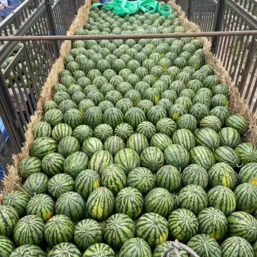 【精品推荐】云南甜王/无籽西瓜/大棚甜王/全国代发代收