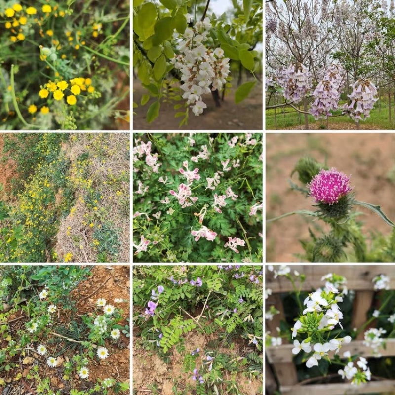 精品蜂蜜百花蜜质量保证量大优惠对接各大市场欢迎来电订购