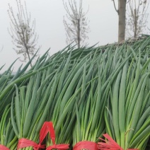 石家庄藁城，本地割根小葱