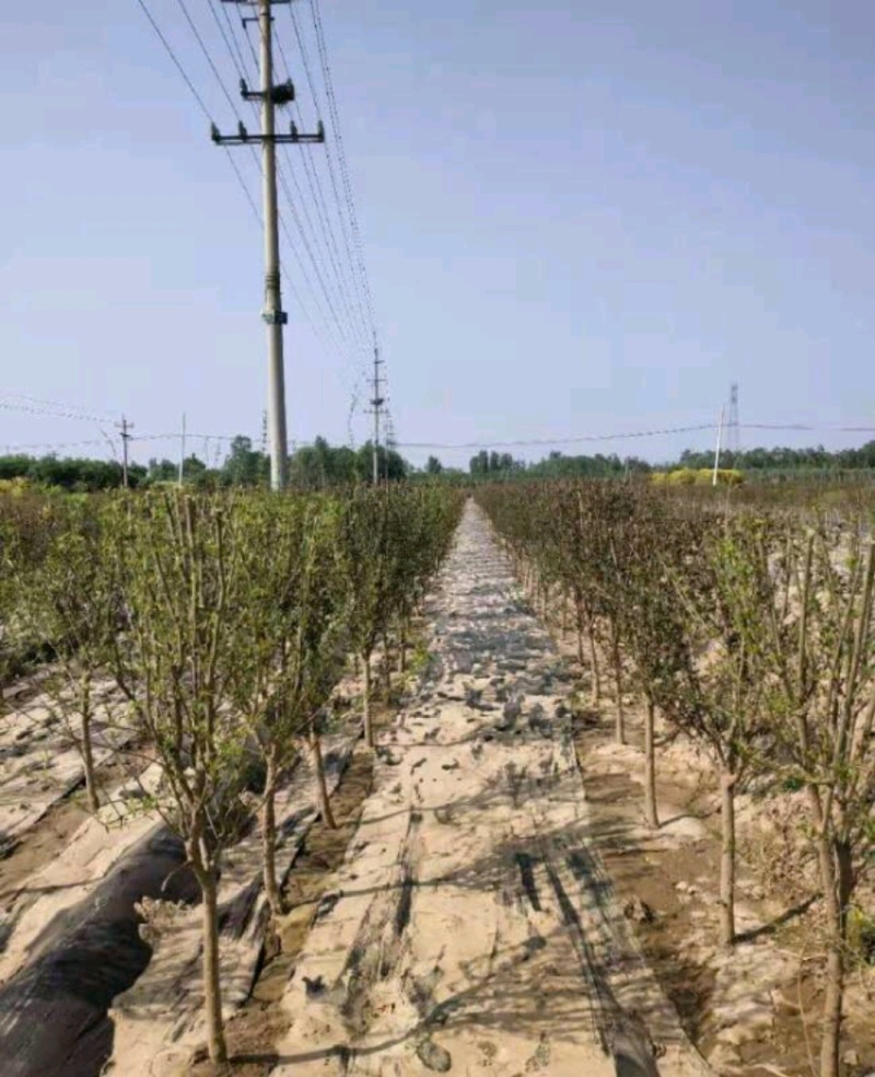 木槿木槿树木槿基地高杆直径1-15厘米以上各种规格