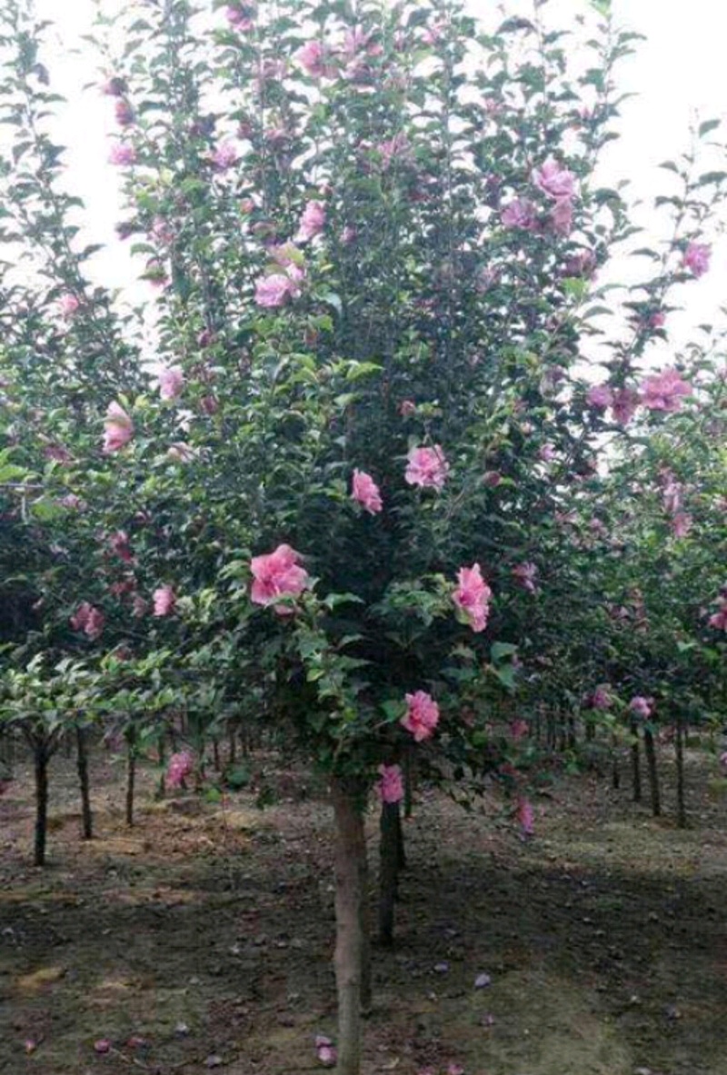 木槿木槿树木槿基地高杆直径1-15厘米以上各种规格