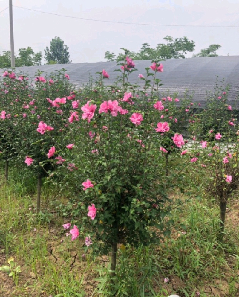 木槿木槿树木槿基地高杆直径1-15厘米以上各种规格
