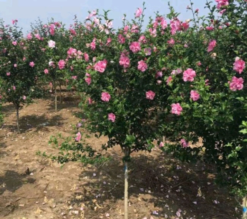 木槿木槿树木槿基地高杆直径1-15厘米以上各种规格