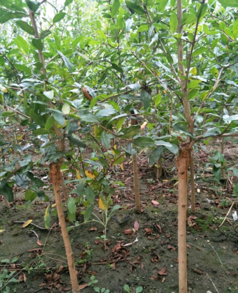 木槿木槿树木槿基地高杆直径1-15厘米以上各种规格