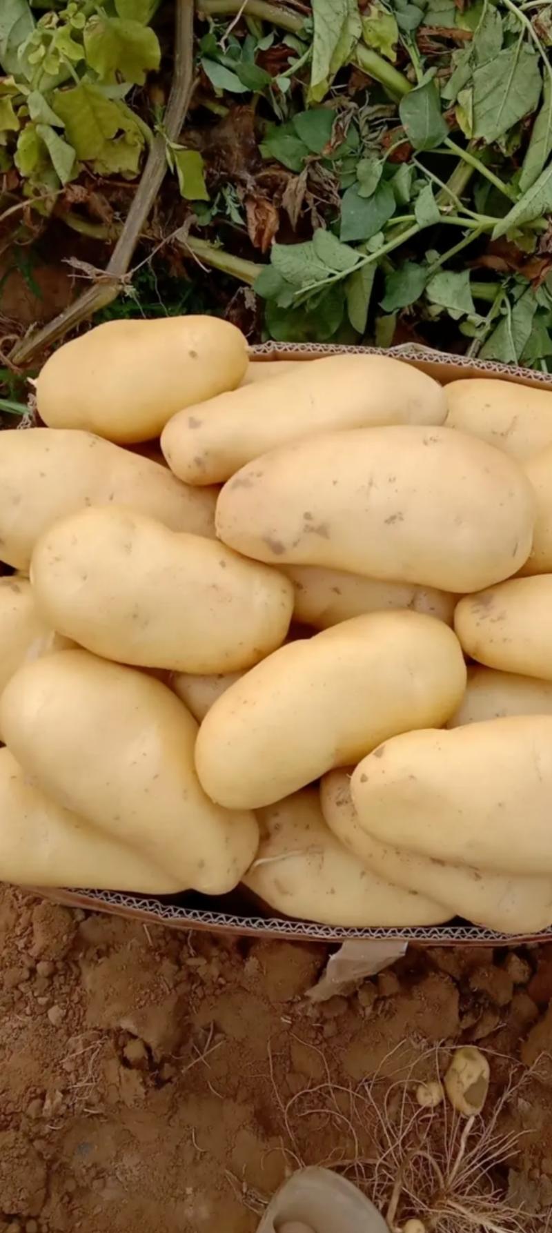 沃土，实验1土豆荷兰15己上市500亩土豆请联系。