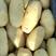 沃土，实验1土豆荷兰15己上市500亩土豆请联系。