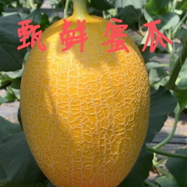 凤金6号金蛋蛋畅销品种百万亩基地专业品控专业供应