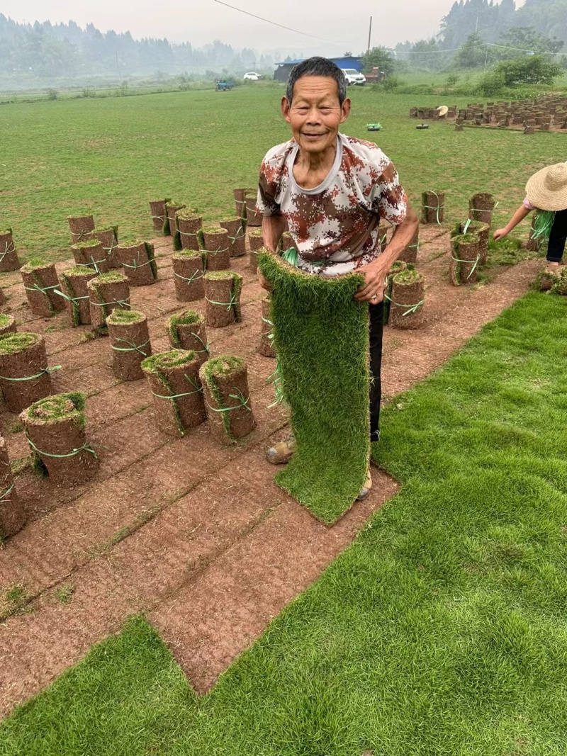 台湾二号草坪