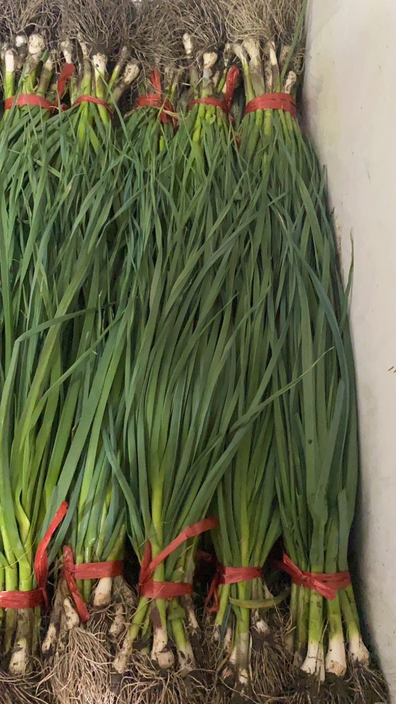 精品一点红蒜苗