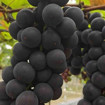 巨峰葡萄🍇