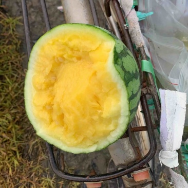 特小凤西瓜