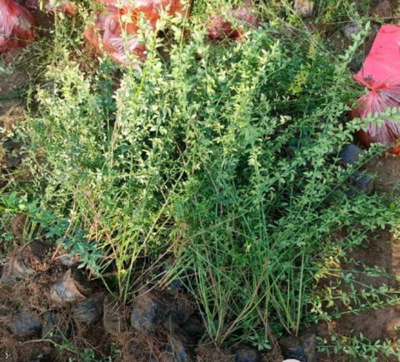 连翘树连翘苗产地直供营养钵杯苗各种规格量大从优