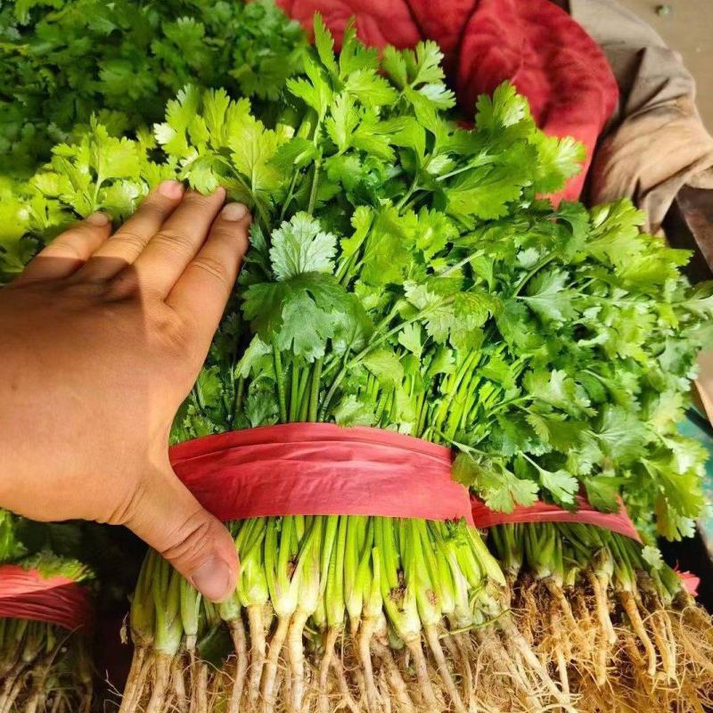 精品香菜大叶小叶香菜规格齐全按需加工商超社团配货代收