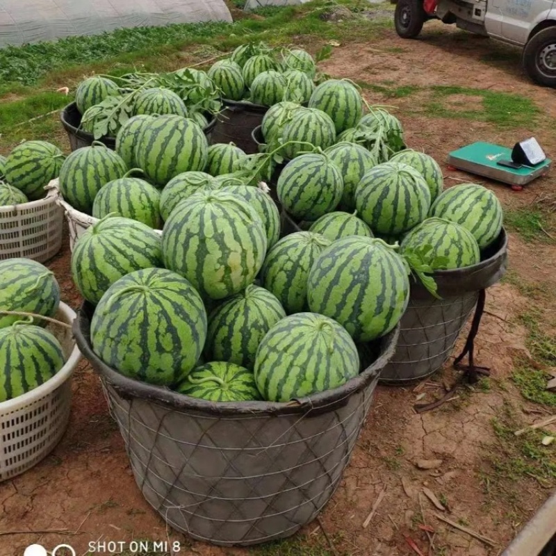 美都西瓜安徽西瓜皮薄多汁包熟包甜对接全国市场