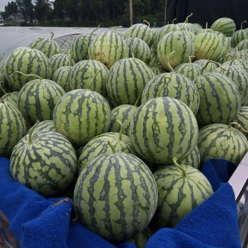 美都西瓜安徽西瓜皮薄多汁包熟包甜对接全国市场