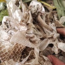 蛇蜕龙衣干净无沙新货颜色好批发零售各种规格中药