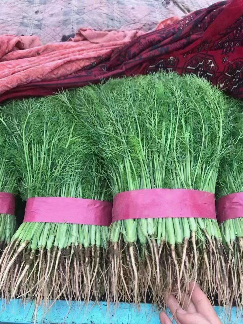 小茴香菜精品茴香苗菜商超社团电商配货货源足代收代发