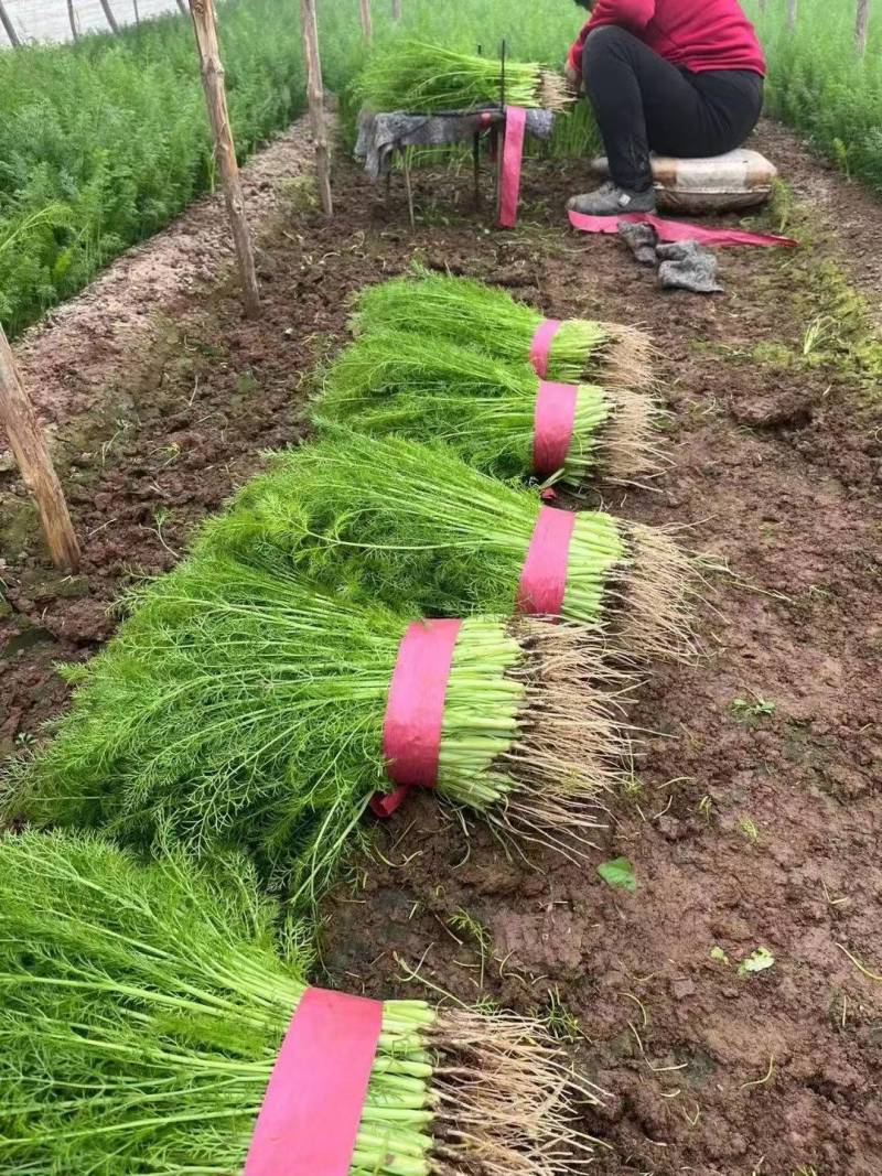 小茴香菜精品茴香苗菜商超社团电商配货货源足代收代发