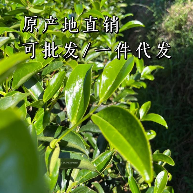 鸭屎香凤凰单丛茶潮州单枞茶清香型乌龙茶500g