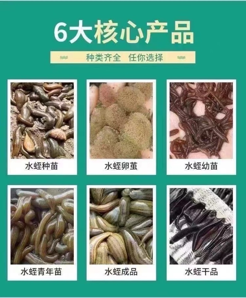 水蛭苗宽体金线蛭活体卵茧蚂蝗，厂家孵卵基地。欢迎来电