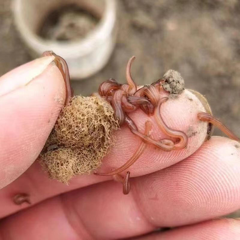 水蛭苗宽体金线蛭活体卵茧蚂蝗，厂家孵卵基地。欢迎来电