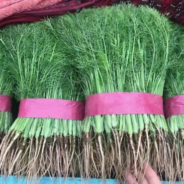 小茴香菜精品茴香苗菜商超社团电商配货货源足代收代发