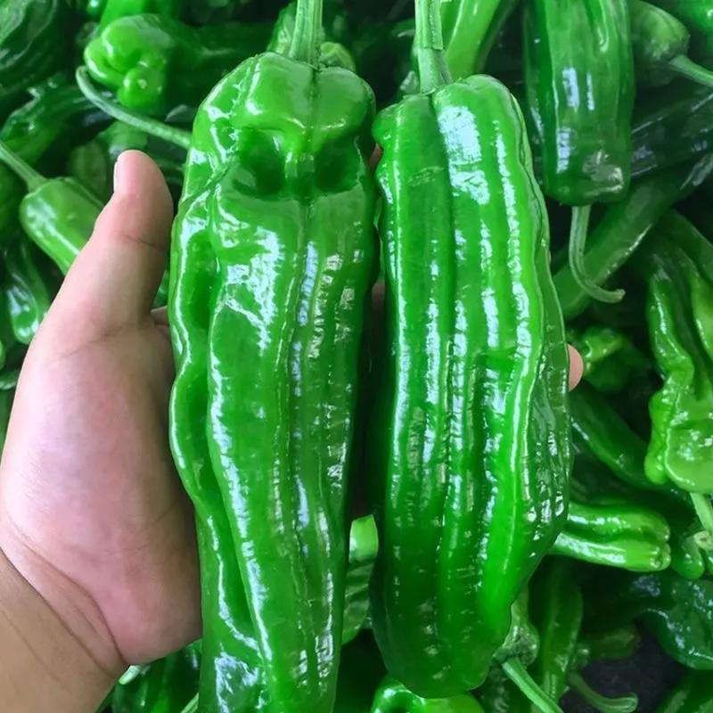 薄皮椒安徽辣椒大量供应产地直发可视频实地看货