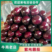 青州精品紫光圆茄，品质好，价格低，货量充足，欢迎选购