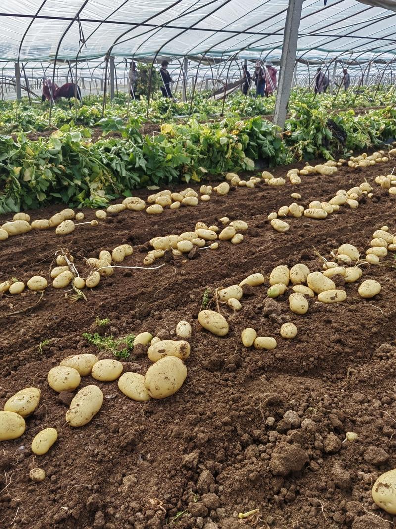 荷兰十五土豆，质量三包，地头装车，现挖现装！