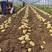 荷兰十五土豆，质量三包，地头装车，现挖现装！
