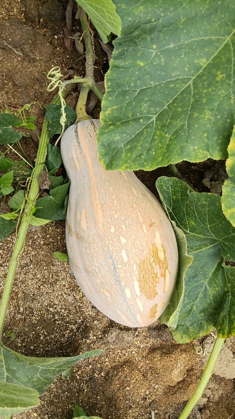 密本南瓜